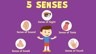 Human Sense Organs  Learn about five Senses [upl. by Ahseinad]