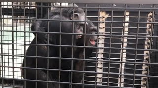 Rescued Lab Chimps Hug and Smile as They Venture Outside for the First Time [upl. by Ibbed287]