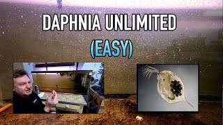 How I Raise Daphnia Water Fleas And You Can Too [upl. by Horatia]