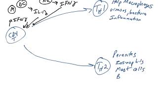 CD4 T cells  effector functions [upl. by Hyland216]