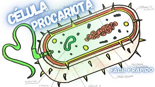 Como dibujar una Célula Procariota 🦠 [upl. by Larual]