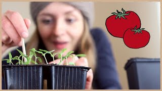 Tomaten aussäen und vorziehen Schritt für SchrittAnleitung 🍅 [upl. by Elayor672]