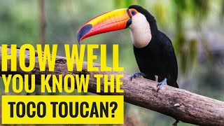 Toco Toucan  Description Characteristics and Facts [upl. by Neelhsa]