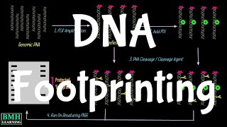 DNA Footprinting [upl. by Onitselec]