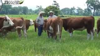 Ganadería Imperial 👑  TV Agro Guatemala [upl. by Enelrac93]