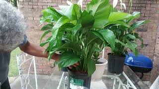 How to Maintain Peace Lily Plant  Large Peace Lily Care [upl. by Ahearn732]