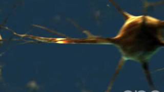 Neuron  3D Medical Animation  ABP © [upl. by Atteloj520]