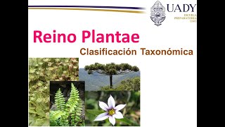 Clasificación taxonómica del Reino Plantae [upl. by Glynnis]