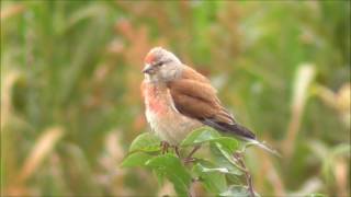 Common Linnet [upl. by Raychel119]