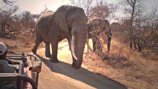 African elephant Loxodonta africana Balue Nature Reserve South Africa [upl. by Yasnil]