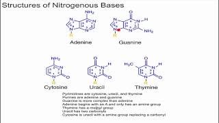 Structure of Nitrogenous Bases [upl. by Cohin]