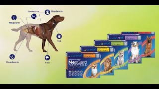 Why NexGard Spectra is the most recommended product by many pet parents [upl. by Ellenhoj]