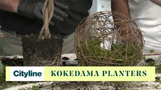 DIY kokedama planters [upl. by Sivle137]