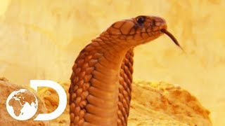 The Most Deadly Snake Of The Egyptian Desert  Wildest Middle East [upl. by Arriet]