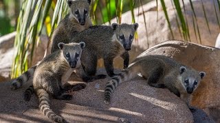 Cute Coati Siblings Explore New Habitat [upl. by Winson]