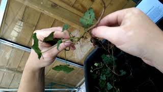 Ivy Hedera helix How To Propagate amp Make More Plants [upl. by Jessee783]