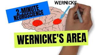 2Minute Neuroscience Wernickes Area [upl. by Swart56]