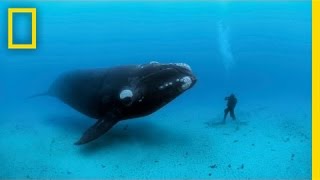 Diving with Whales  Nat Geo Live [upl. by Vince]