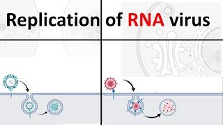 Replication of RNA virus  How RNA virus replicate  Virology USMLE [upl. by Utley]