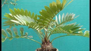 Cardboard PalmZamia Palm Care [upl. by Yrogerg]