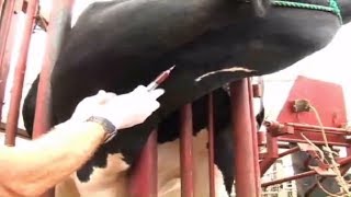 intravenous injection technique in cattle [upl. by Siraf]