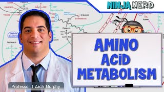 Metabolism  Amino Acid Metabolism [upl. by Nylaret874]