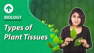 Types of Plant Tissues  Structural Organisation In Plants  Biology  Class 9 [upl. by Tiebout480]