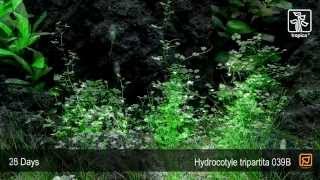 Hydrocotyle tripartita [upl. by Lansing]