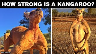 How strong is a Kangaroo [upl. by Murtagh]