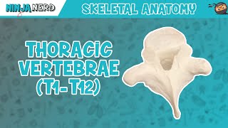 Thoracic Vertebrae T1T12 Anatomy [upl. by Jorry]