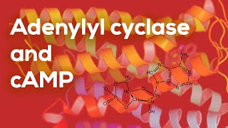 Adenylyl Cyclase and cAMP [upl. by Arten694]