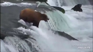 Live Watch as brown bears catch salmon in the Katmai National Park and Preserve at King Salmon AK [upl. by Ronacin]