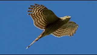 Sparrowhawk Bird Call Bird Song [upl. by Ellened]