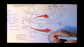 Digestive System Anatomy [upl. by Bandler607]