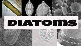 What are Diatoms [upl. by Rep]