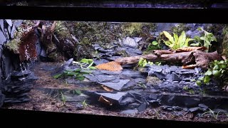 Amazing Salamander Paludarium [upl. by Schlessinger79]