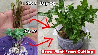 How to Grow Mint From Cutting Step By Step Guide [upl. by Ahtilat]