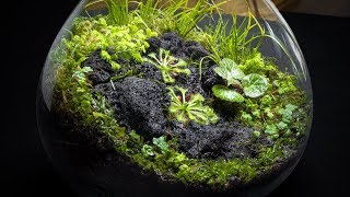 The Carnivorous Sundew Terrarium [upl. by Derek225]