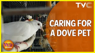 Domesticating Doves  What To Know About Having A Dove As A Pet [upl. by Tobe]