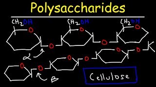 Polysaccharides  Starch Amylose Amylopectin Glycogen amp Cellulose  Carbohydrates [upl. by Idnaj]