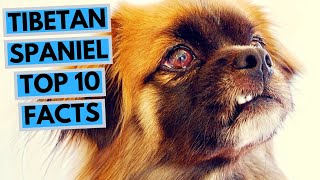 Tibetan Spaniel  TOP 10 Interesting Facts [upl. by Lux]