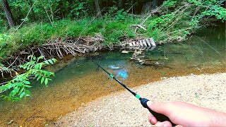 Action Packed Small Creek Fishing [upl. by Thorpe]