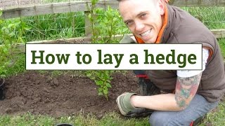 How to plant a garden hedge [upl. by Foskett]