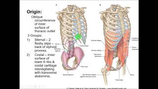 Anatomy of Diaphragm  Dr Yusuf [upl. by Anahcar]