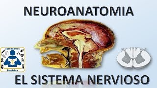 NEUROANATOMIA Introduccion al sistema nervioso [upl. by Bywaters]