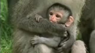 Cute Baby Vervet Monkies Playing  Cheeky Monkey  BBC Studios [upl. by Daniell]