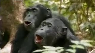 Chimps vs Red Colobus Monkeys  BBC Studios [upl. by Nertie768]