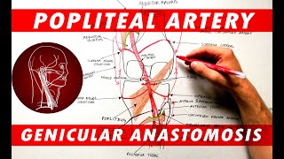 Selective Nerve Root Blocks in Spine Surgery [upl. by O'Conner]