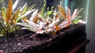 How to Propagate Cryptocoryne Wendtii [upl. by Aratihc842]