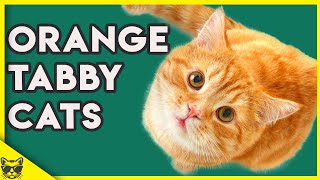 Orange Tabby Cats 101  What You Need To Know About Them [upl. by Nnylirehs]